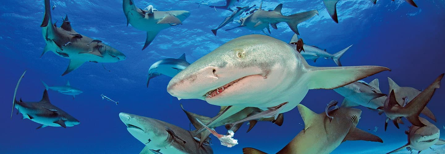 Photo of many sharks swimming underwater