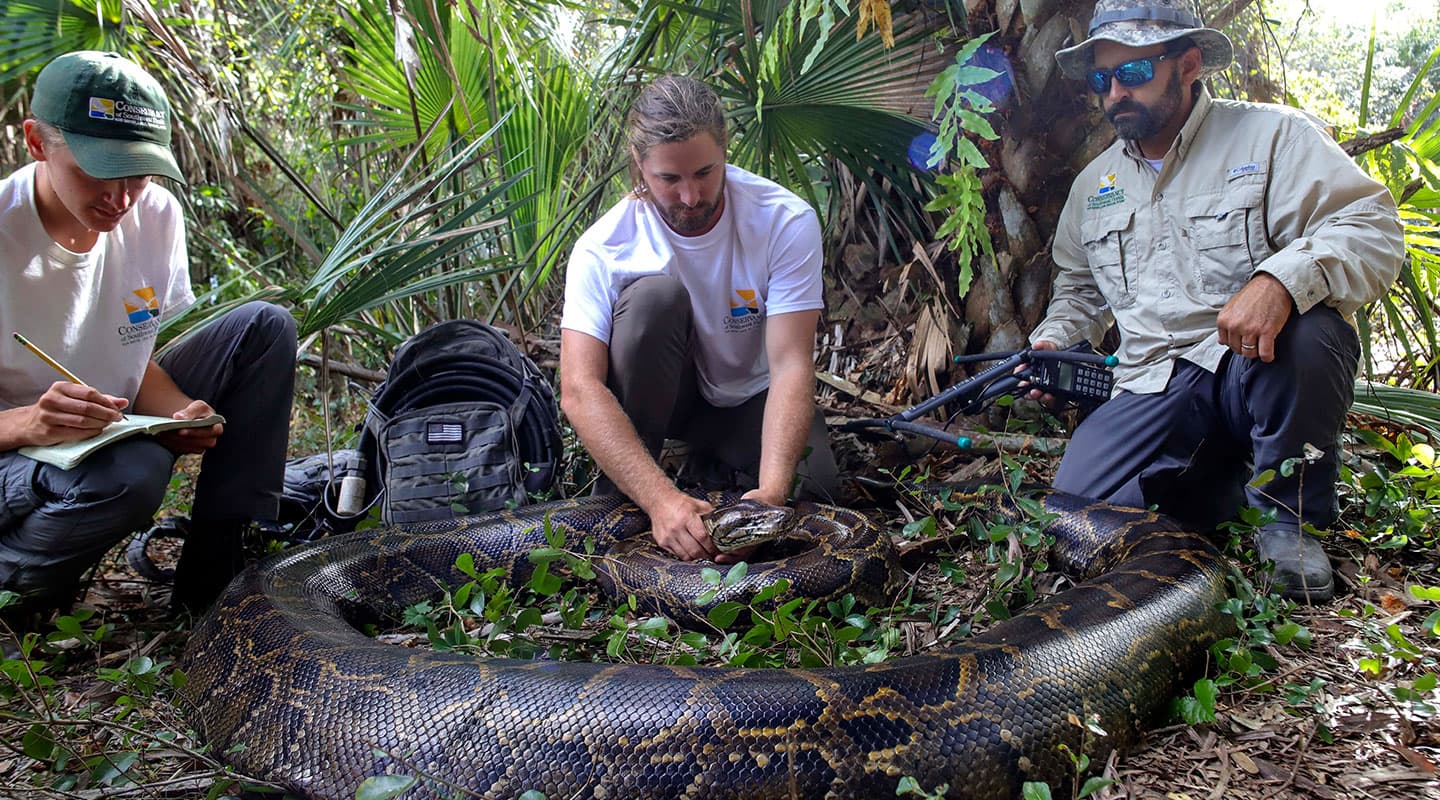 Three people handling a python