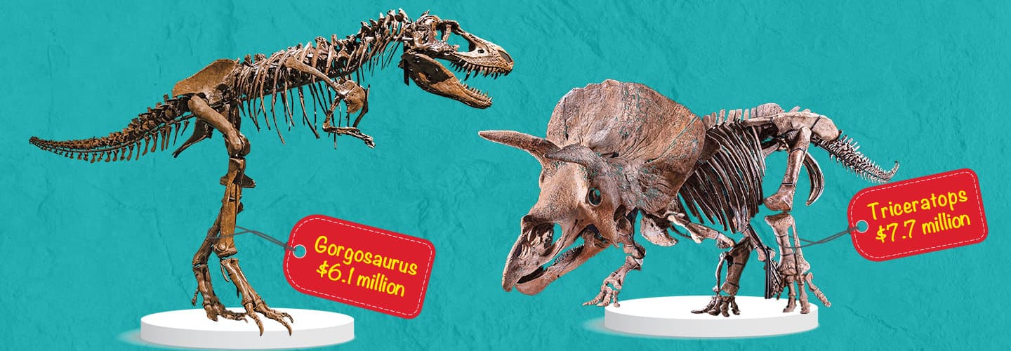 Fossil of T-Rex and fossil of Triceratops with red price tags on each