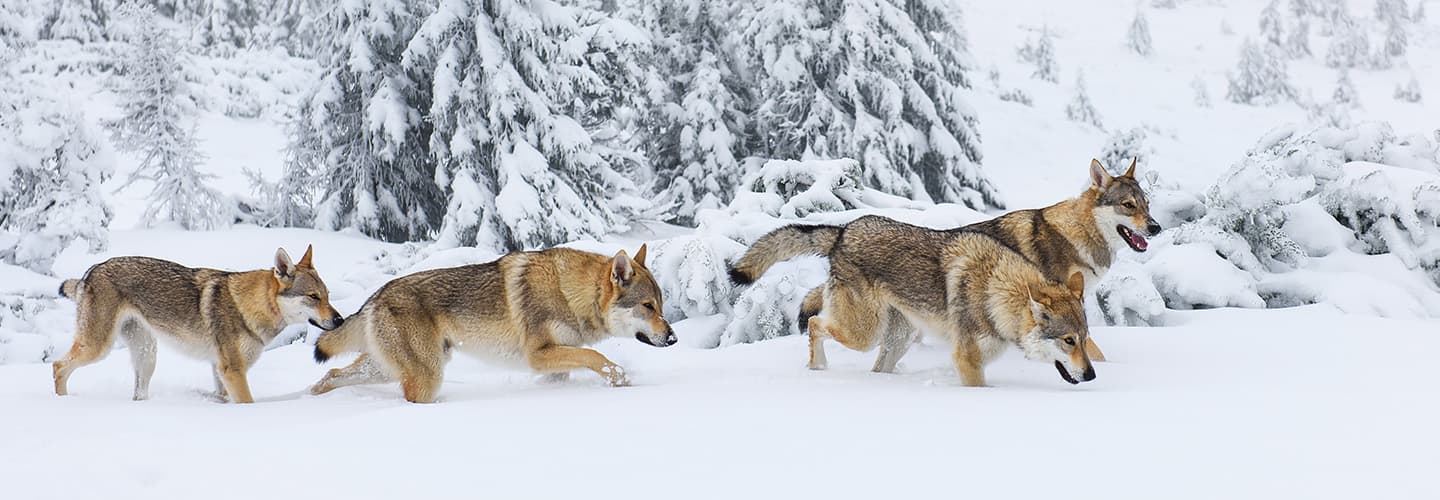 Image of a pack of wolves in the snow