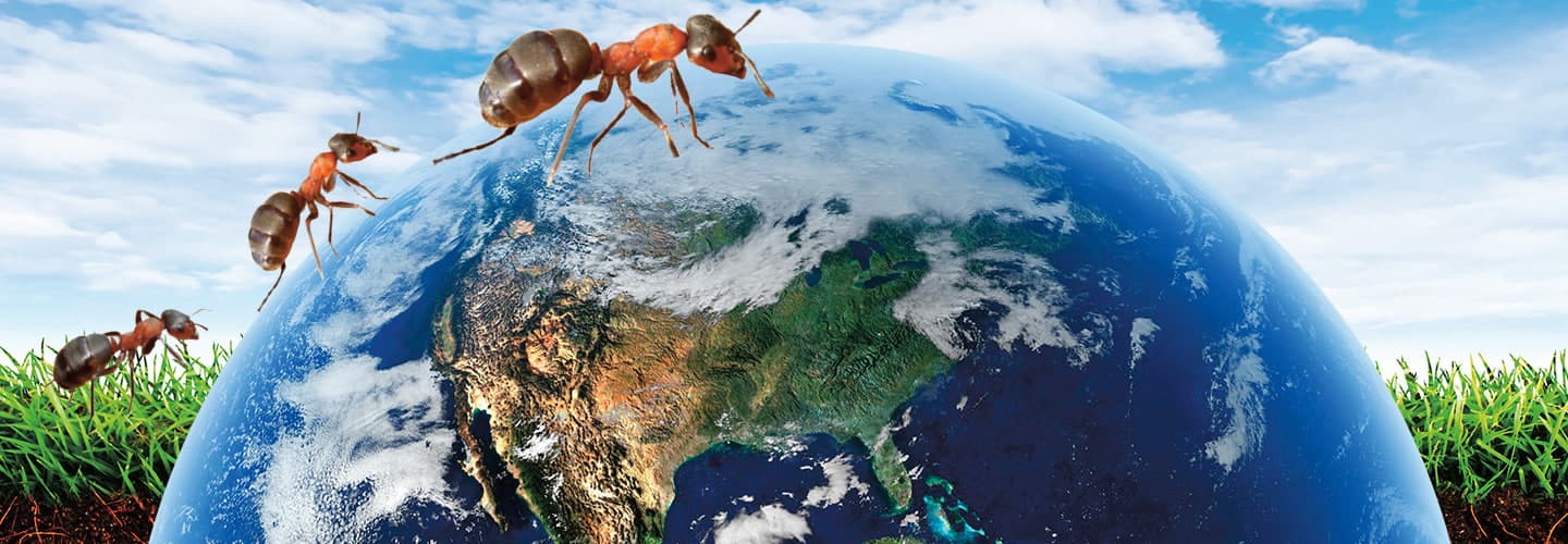 Image of three red ants marching across planet Earth