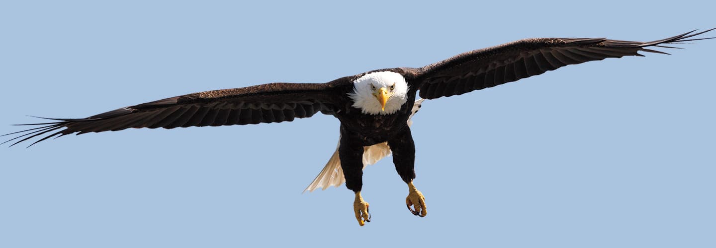 Image of an eagle flying in the sky