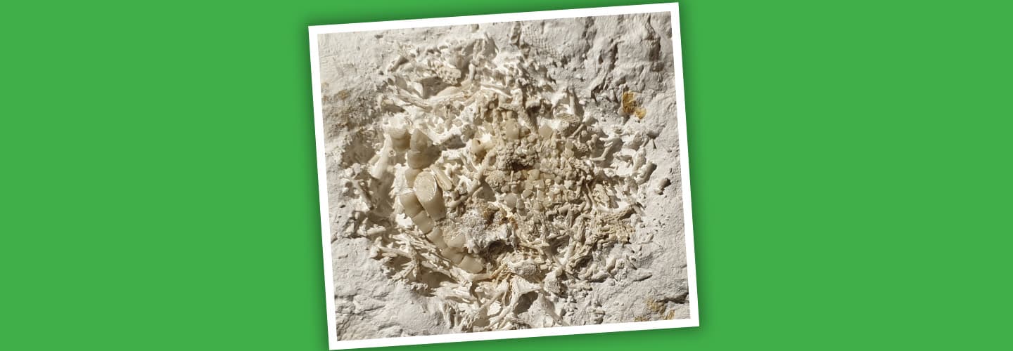 Image of a a beige matter