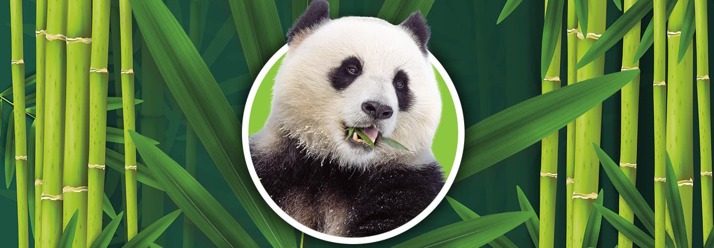 Image of a panda surrounded by bamboo