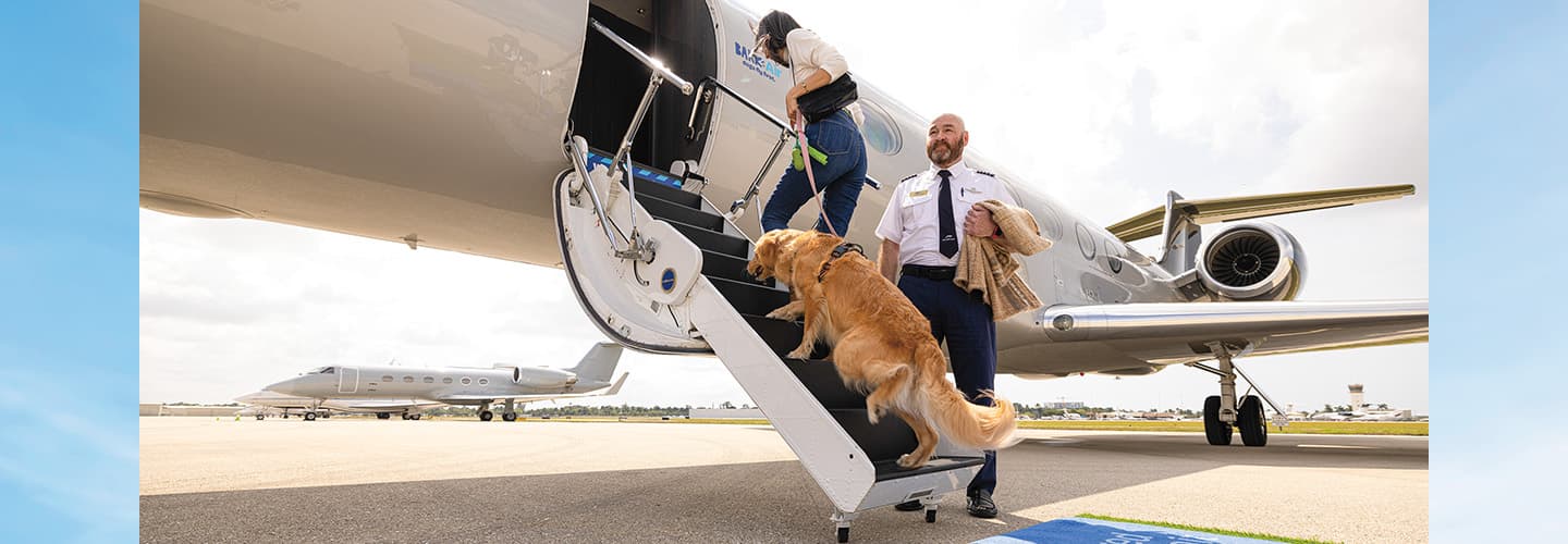 Photo of a dog walking onto a small plane