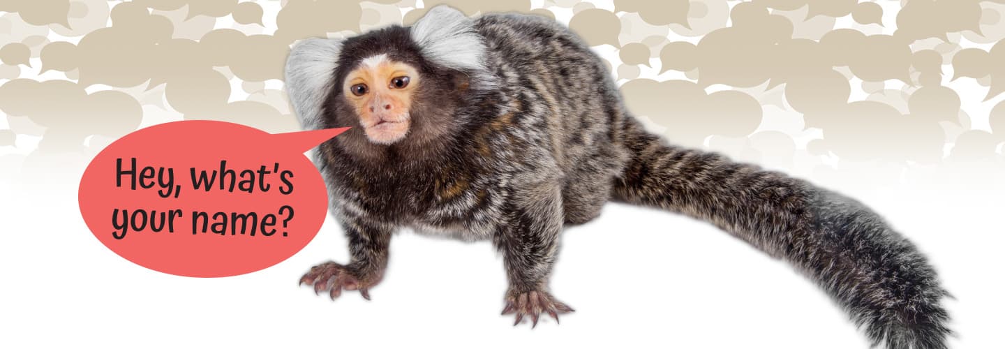 a small monkey with a speech bubble that says "Hey, what's your name?"